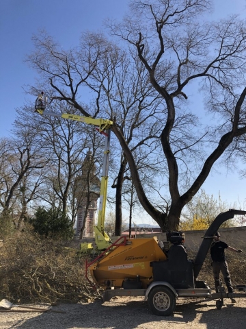 Élagage en réduction de l'envergure d'un Sophora centenaire avec notre nacelle.