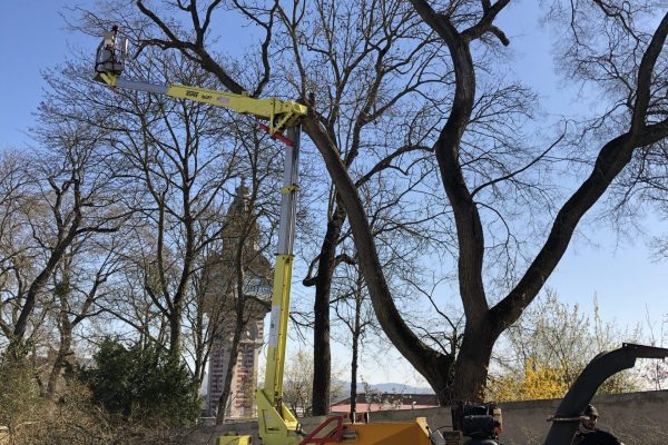 Élagage en réduction de l'envergure d'un Sophora centenaire avec notre nacelle.