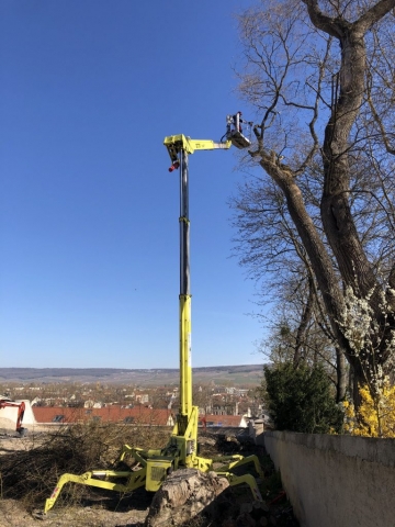 Élagage en réduction de l'envergure d'un Sophora centenaire avec notre nacelle.