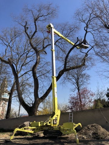 Élagage en réduction de l'envergure d'un Sophora centenaire avec notre nacelle.