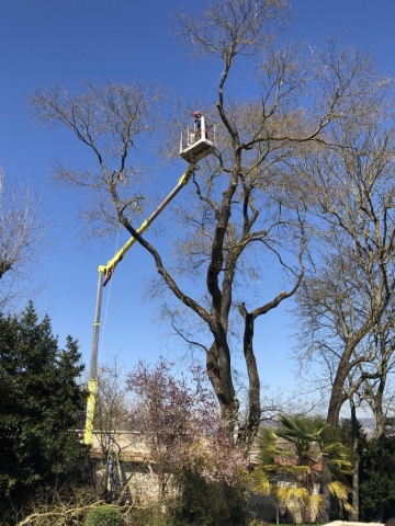 Élagage en réduction de l'envergure d'un Sophora centenaire avec notre nacelle.